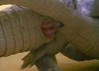 Two crocodiles are screwing underwater