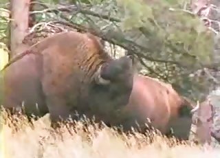 Buffalo-looking animals fucking outdoors