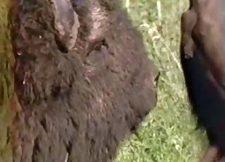 Buffalo-looking animals fucking outdoors
