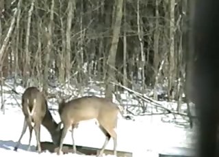 Nice wild animals having amazing sex