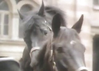 馬への欲望は本物だ、この動画を楽しんで