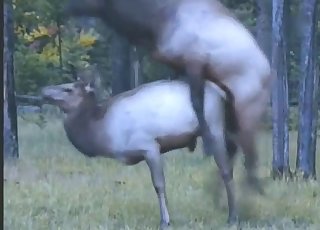 Two sexy animals fuck outdoors