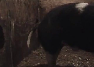 Farmer and barn animal have nasty sex