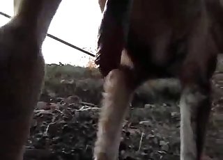 Jebena črna pasja rit v POV od blizu