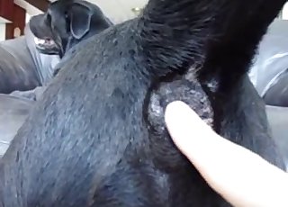 Black doggy is enjoying anal stimulation