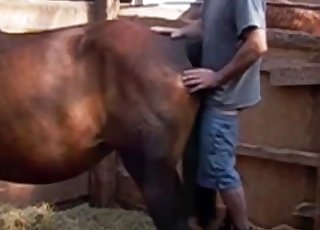 Brown horse nicely impaled by farmer