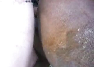 Well-endowed dude fucks a brown mare