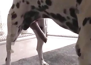 Cheerful Dalmatian fucks hard