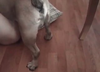 Amateur's first-time sex with a dog