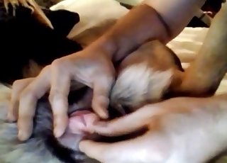 Dog gets finger-fucked on a big bed