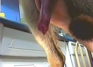 Doggo showing off his impressive cock