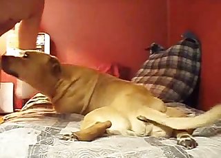 ہاؤنڈ میرے ڈک کا ذائقہ آزما رہا ہے۔