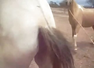 Stallion butt looks so freaking fuckable
