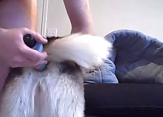 Awesome small dog penetrated with a sex toy