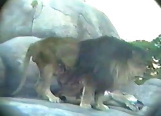 Zoo XXX video with plenty of close-ups