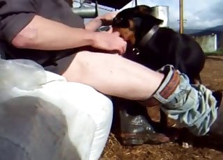 Kinky dog gets teased with a cock