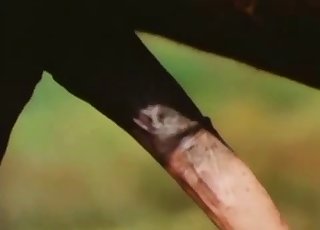 Two amazing stallions have amazing sex