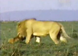 Lion's share of hardcore outdoors sex