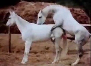 Crazy wild sex of real elephants