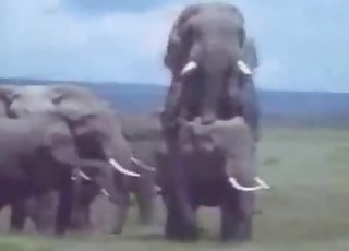 Crazy wild sex of real elephants
