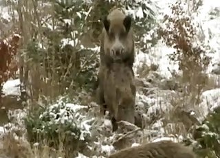 Two wild animals fucking in the forest