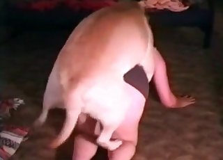 Gorgeous lady sucked her lovely animal