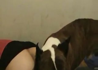 Cute doggy licks her wet tight muff