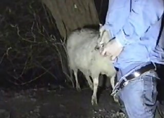 Amazing sheep in perfect farm animal porn XXX