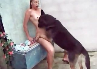 Black dog and amazing chick having bestiality