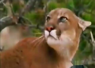 Outdoors action with real hot animals