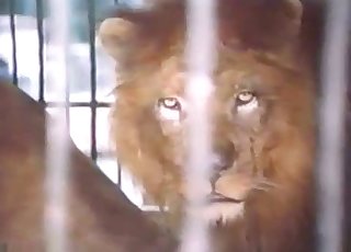 Big kitty teasing you on camera