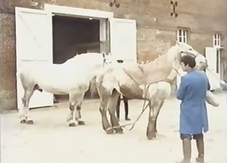 Cute horse and amazing zoophiles