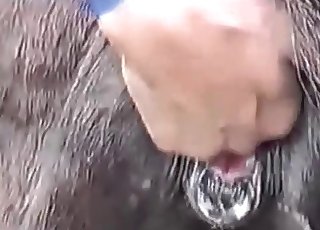 Chú ngựa đen tuyệt vời trong màn thú tính nghiệp dư XXX