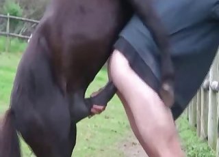 एक आदमी को घोड़े ने पीछे से चोदा