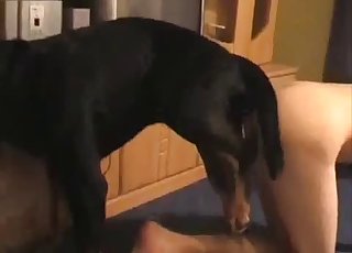 بڑا کالا کتا اور گرم شکل والی زوفائل گڑیا