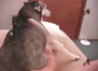 Shocked dog getting fucked hard