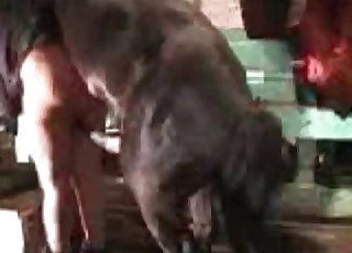 Morbidly obese zoophile is about to get fucked