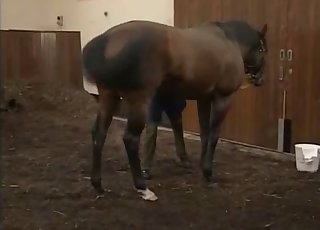 Pair of black horses want to have some nasty sex