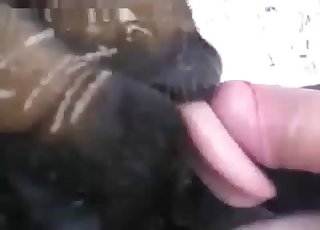 Intense BJ from a kinky animal, zoo XXX