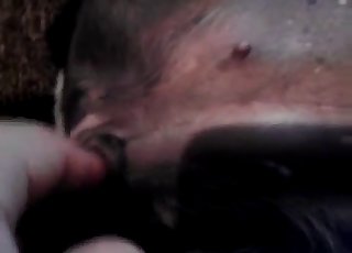 Dog's cute pussy gets fingered hard