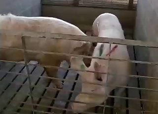 Two pigs are enjoying quick hot sex