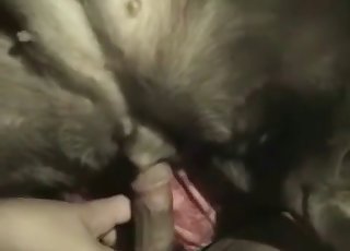 Stunning black doggy in filthy bestiality