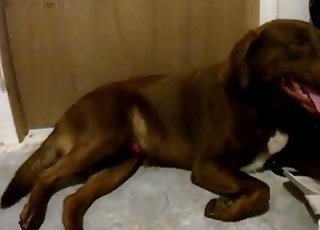 Sexy black dog drills her wet hole