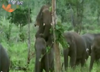 Sexy animals being real sexy outdoors