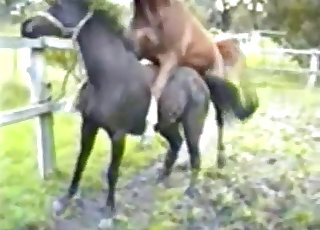 Horses Fucking Each Other