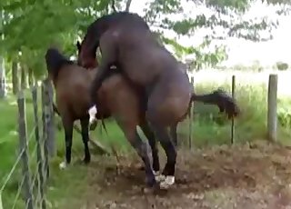 Two hot brown horses have awesome sex