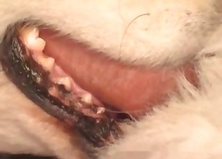 Walgelijke amateuristische bestialiteit met mijn hondje