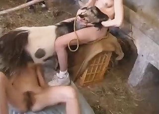Mule-looking animal caught in a 3some