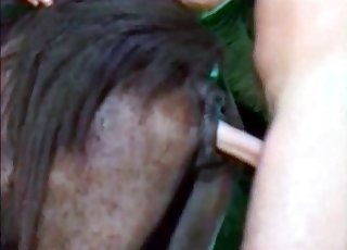 Dude violently fucking a hung horse