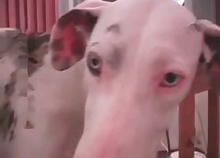 Dalmatian enjoying a passionate scene here